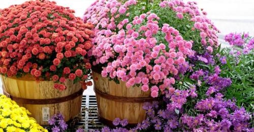 Как долго обычно занимает процесс придания шаровидной формы мультифлоре. Посадка