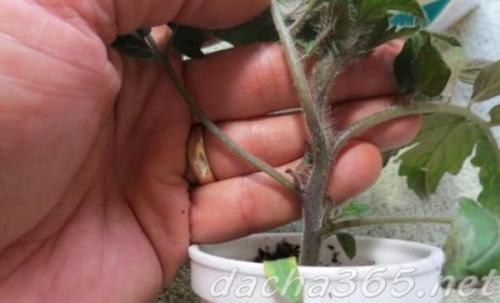 Прожилки в помидорах желтые. Желтеет рассада помидоров: причины