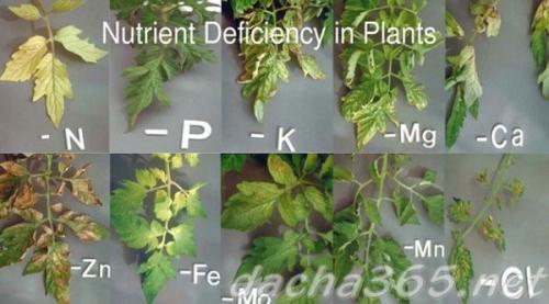 Прожилки в помидорах желтые. Желтеет рассада помидоров: причины