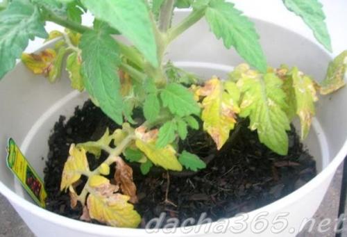 Прожилки в помидорах желтые. Желтеет рассада помидоров: причины