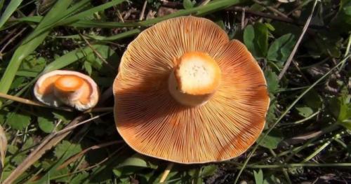 Съедобные грибы с коричневой шляпкой. Съедобные коричневые грибы с описанием и фото