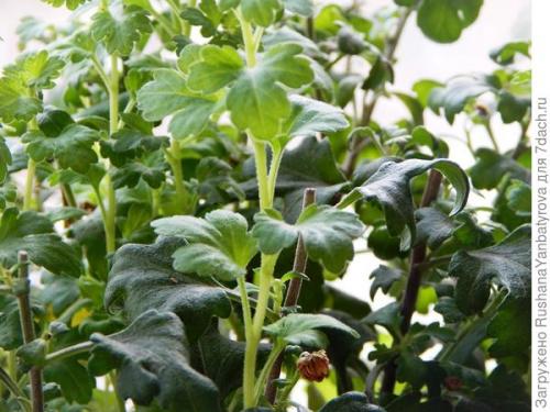 Можно ли оставить хризантему мультифлору на зиму в открытом грунте. Хризантема мультифлора. Эксперимент с зимовкой