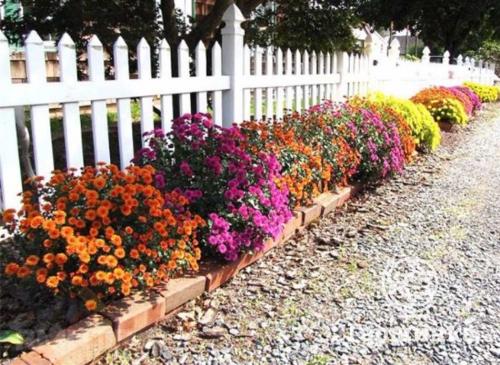 Секреты удачной зимовки хризантемы мультифлора: полное руководство 10 Секреты удачной зимовки хризантемы мультифлора: полное руководство 10