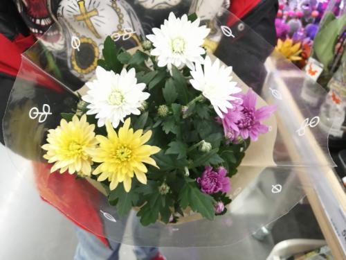 Как часто нужно поливать хризантемы. Что делать с хризантемами в горшках из магазина: инструкция от «МК в Хабаровске»