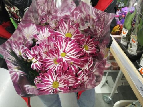 Как часто нужно поливать хризантемы. Что делать с хризантемами в горшках из магазина: инструкция от «МК в Хабаровске»