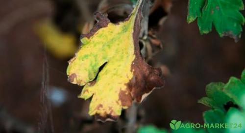 Хризантема: 5 советов для успешного выращивания 12 Хризантема: 5 советов для успешного выращивания 12