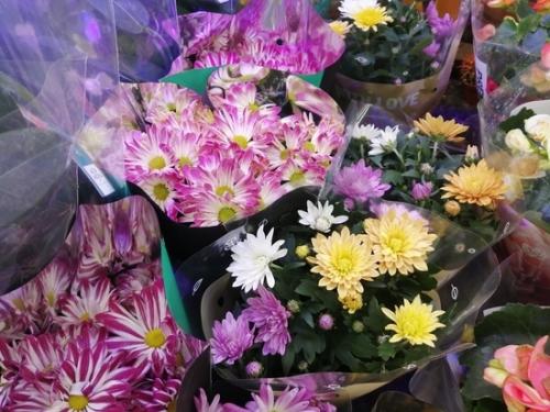 Как часто нужно поливать хризантемы. Что делать с хризантемами в горшках из магазина: инструкция от «МК в Хабаровске»