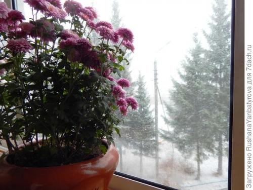 Можно ли оставить хризантему мультифлору на зиму в открытом грунте. Хризантема мультифлора. Эксперимент с зимовкой