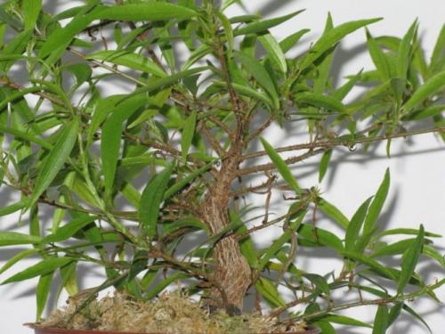 Как спасти и реанимировать фикус в домашних условиях. Виды и сорта 01