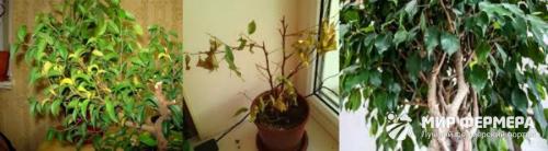 Фикус сбросил все листья, что делать. Почему фикусы сбрасывают листья 02