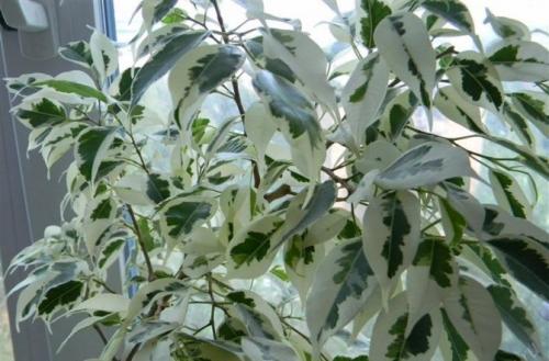 Как спасти и реанимировать фикус в домашних условиях. Виды и сорта 02