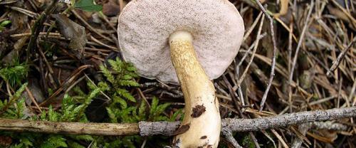 Какие грибы синеют на срезе. Грибы синеющие на срезе фото