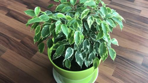 Фикус лирата бамбино опустил листья. Фикус лирата Бамбино: описание