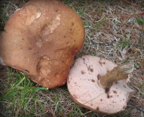 Ложный белый гриб (желчный, горчак): 20+ фото и описание, похожие разновидности, как отличить от настоящего