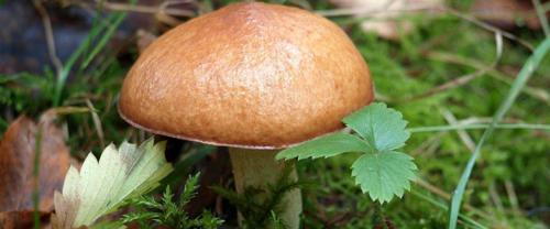Какие грибы синеют на срезе. Грибы синеющие на срезе фото