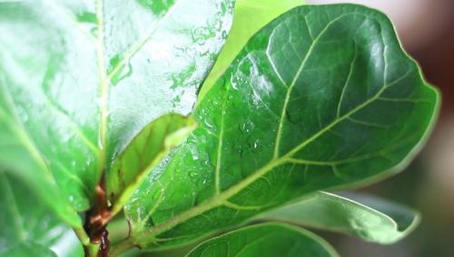 Фикус лирата бамбино опустил листья. Фикус лирата Бамбино: описание