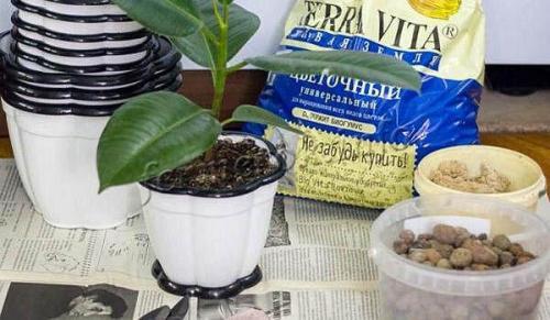 У фикуса опустились листья, что делать. У фикуса повисли листья. Почему фикус Бенджамина сбрасывает листья