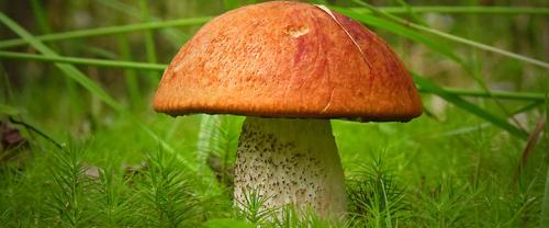 Какие грибы синеют на срезе. Грибы синеющие на срезе фото