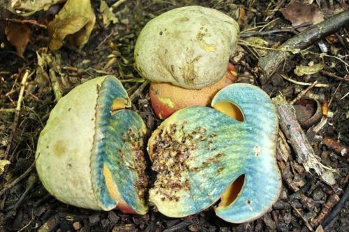 Белый гриб синеет или темнеет на срезе. Белый гриб синеет на срезе 23