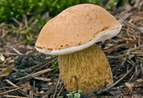 Ложный белый гриб (желчный, горчак): 20+ фото и описание, похожие разновидности, как отличить от настоящего