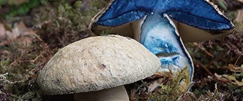 Какие грибы синеют на срезе. Грибы синеющие на срезе фото