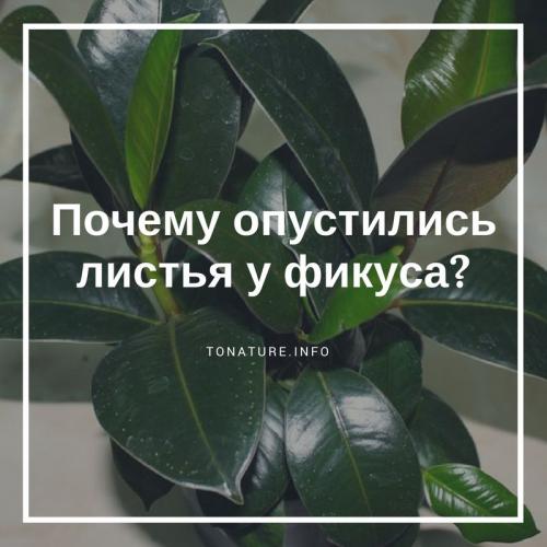 У фикуса повисли листья. Почему опустились листья у фикуса?