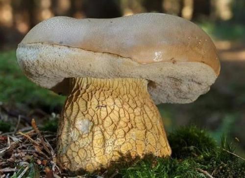 Ложный белый гриб (желчный, горчак): 20+ фото и описание, похожие разновидности, как отличить от настоящего