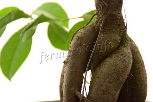 У фикуса опустились листья, что делать. У фикуса повисли листья. Почему фикус Бенджамина сбрасывает листья