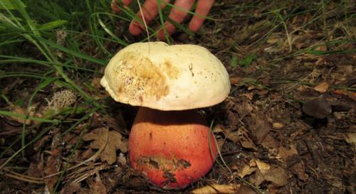 Белый гриб синеет или темнеет на срезе. Белый гриб синеет на срезе 22