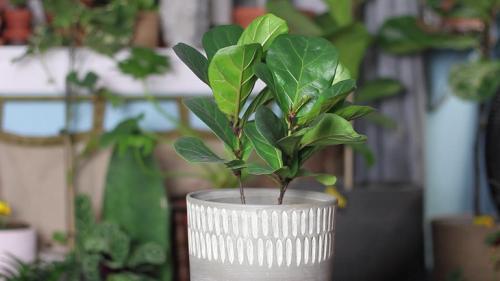 Фикус лирата бамбино опустил листья. Фикус лирата Бамбино: описание