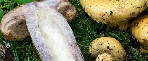 Какие грибы синеют на срезе. Грибы синеющие на срезе фото