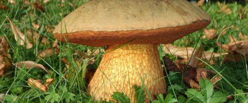 Какие грибы синеют на срезе. Грибы синеющие на срезе фото