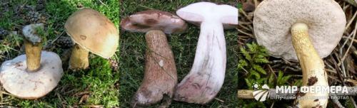 Белый гриб синеет или темнеет на срезе. Белый гриб синеет на срезе