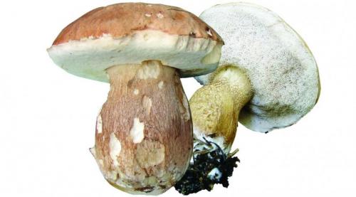 Белый гриб синеет или темнеет на срезе. Белый гриб синеет на срезе 21