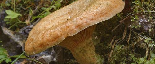 Какие грибы синеют на срезе. Грибы синеющие на срезе фото