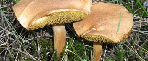 Какие грибы синеют на срезе. Грибы синеющие на срезе фото