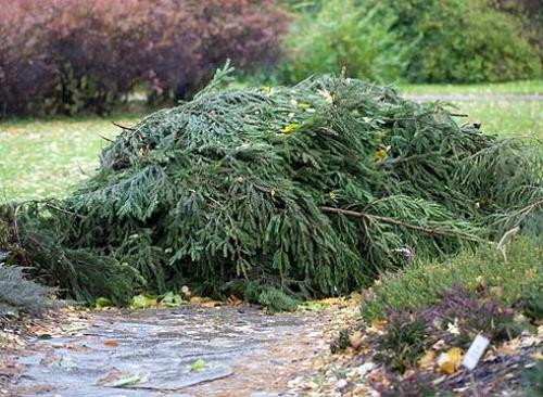 Исследование: какая температура является смертельной для розы на улице 02 Исследование: какая температура является смертельной для розы на улице 02