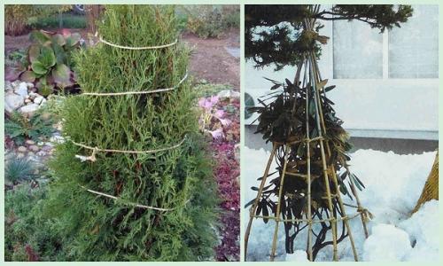 Исследование: какая температура является смертельной для розы на улице 04 Исследование: какая температура является смертельной для розы на улице 04