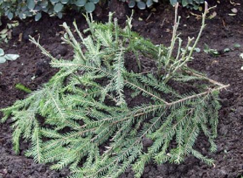 Почему замерзание роз может привести к их гибели. Какой укрывной материал использовать, с учетом температуры, при которой эффектно его применение