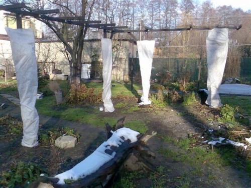 Исследование: какая температура является смертельной для розы на улице 03 Исследование: какая температура является смертельной для розы на улице 03