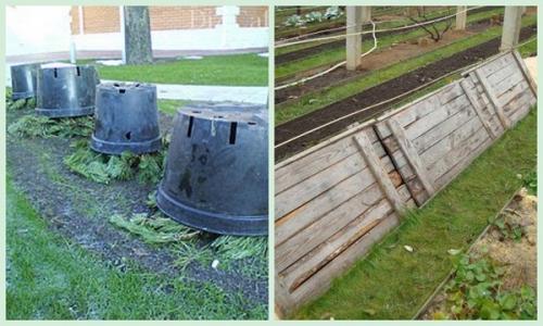 Исследование: какая температура является смертельной для розы на улице 01 Исследование: какая температура является смертельной для розы на улице 01