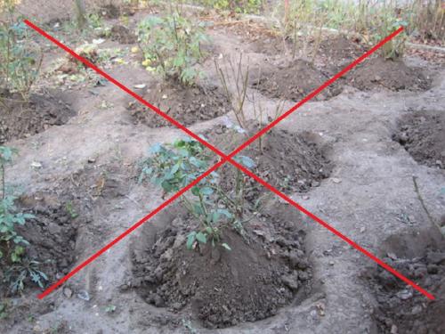 Почему замерзание роз может привести к их гибели. Какой укрывной материал использовать, с учетом температуры, при которой эффектно его применение