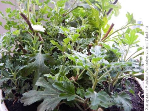 Нужно ли готовить хризантему мультифлору к зимовке. Хризантема мультифлора. Эксперимент с зимовкой