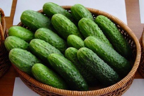 Самые неприхотливые огурцы для открытого грунта. Лучшие сорта огурцов: фото, названия и описания (каталог)