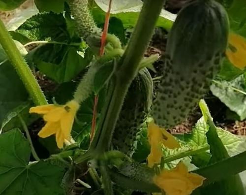 Лучшие сорта огурцов для открытого грунта в Сибири. 20 лучших урожайных сортов огурцов для выращивания в открытом грунте и теплицах Сибири