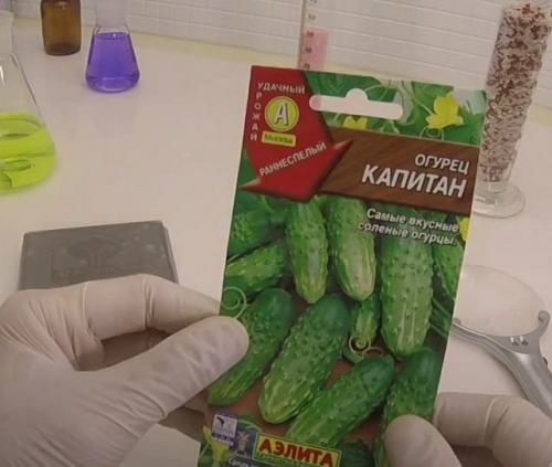 Лучшие сорта огурцов для открытого грунта в Сибири. 20 лучших урожайных сортов огурцов для выращивания в открытом грунте и теплицах Сибири