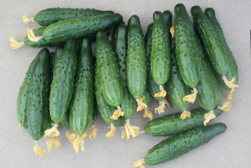 Самые неприхотливые огурцы для открытого грунта. Лучшие сорта огурцов: фото, названия и описания (каталог)