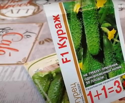 Лучшие сорта огурцов для открытого грунта в Сибири. 20 лучших урожайных сортов огурцов для выращивания в открытом грунте и теплицах Сибири