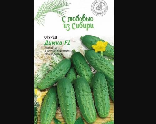 Лучшие сорта огурцов для открытого грунта в Сибири. 20 лучших урожайных сортов огурцов для выращивания в открытом грунте и теплицах Сибири