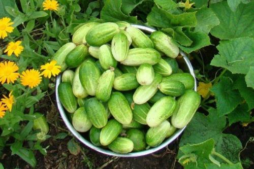 Самые неприхотливые огурцы для открытого грунта. Лучшие сорта огурцов: фото, названия и описания (каталог)